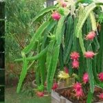 টবে ড্রাগন ফলের চাষাবাদ পদ্ধতি।