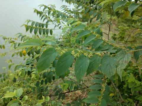 জীবনগাছ ঘিরে নতুন সম্ভাবনা ক্রিকেট ব্যাটের কাঁচামাল থেকে সামাজিক বনায়ন—দেশীয় জীবনগাছের বহুমুখী ব্যবহার নিয়ে অনুসন্ধান